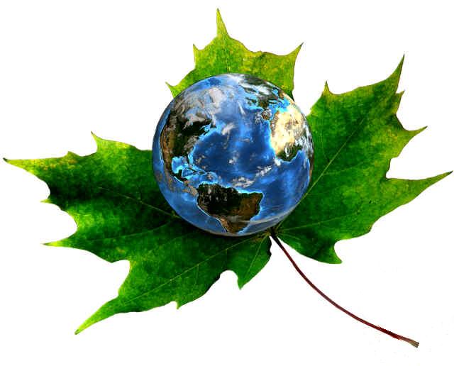 Maple Leaf Kaneo Cleaning Services 